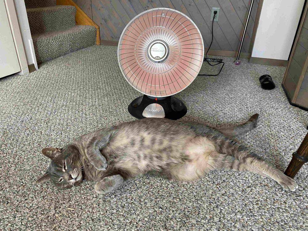 potret gemas kucing bersantai di depan kipas angin (reddit.com/user/DaDerpDeeDerp)