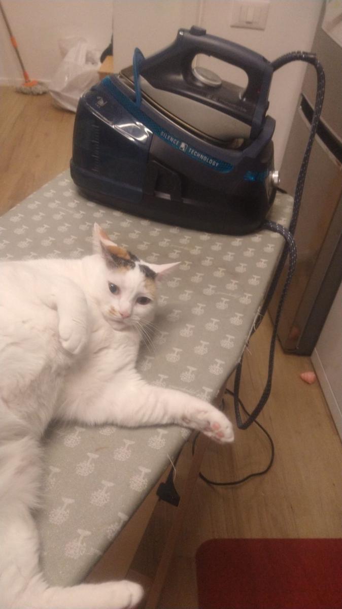 potret kucing nongkrong di meja setrika (reddit.com/r/cats)