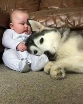 potret anjing melindungi bayi dan anak kecil (reddit.com/user/odieus)