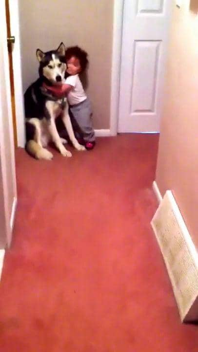 potret anjing melindungi bayi dan anak kecil (reddit.com/user/reallyraag)