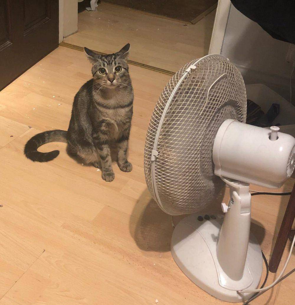 potret gemas kucing bersantai di depan kipas angin (reddit.com/user/missblondemeow)