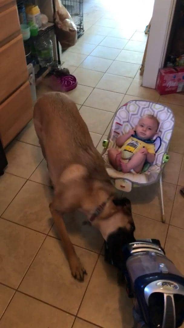 potret anjing melindungi bayi dan anak kecil (reddit.com/user/joemiah92)