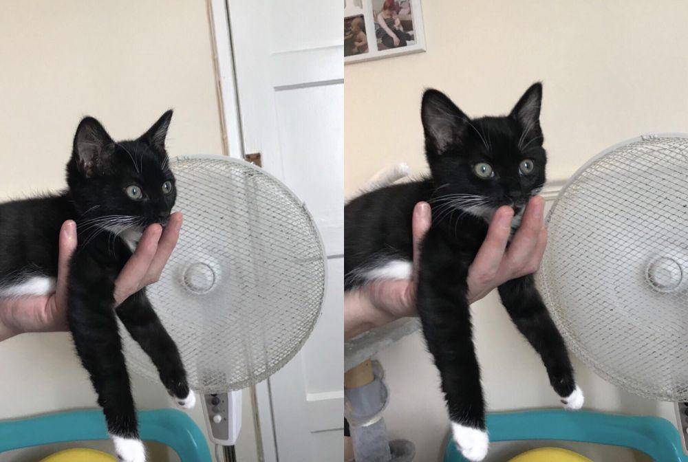 potret gemas kucing bersantai di depan kipas angin (reddit.com/user/kymmyy0)