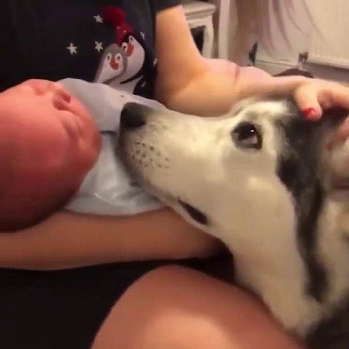 potret anjing melindungi bayi dan anak kecil (reddit.com/user/exSpire)