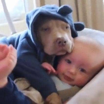 potret anjing melindungi bayi dan anak kecil (reddit.com/user/mukkye)