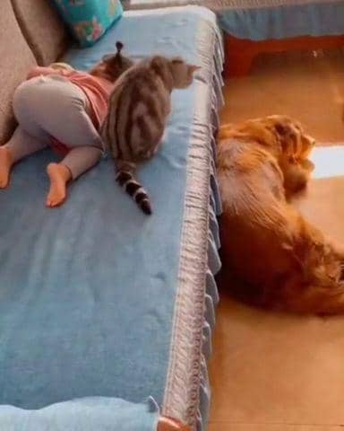 potret anjing melindungi bayi dan anak kecil (reddit.com/user/BCake047)