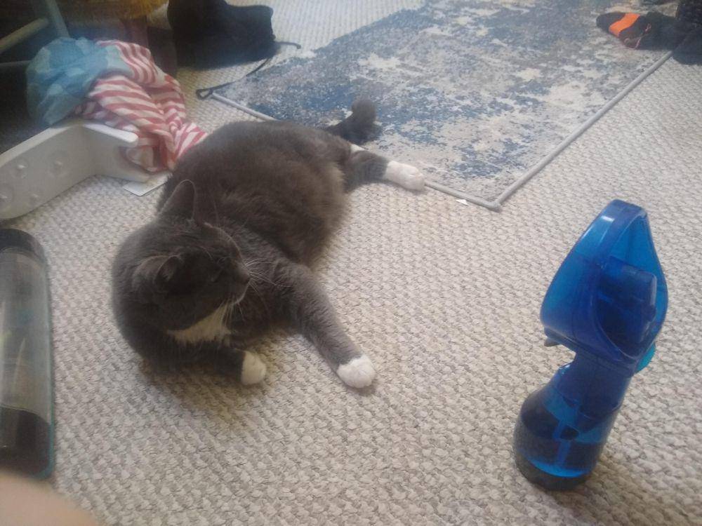 potret gemas kucing bersantai di depan kipas angin (reddit.com/user/hantenn)