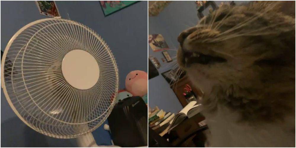 potret gemas kucing bersantai di depan kipas angin (reddit.com/user/kenzieeeeeeee)