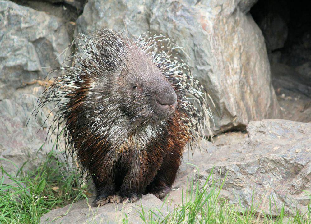 ilustrasi morfologi porcupine (unsplash.com/Dusan veverkolog)