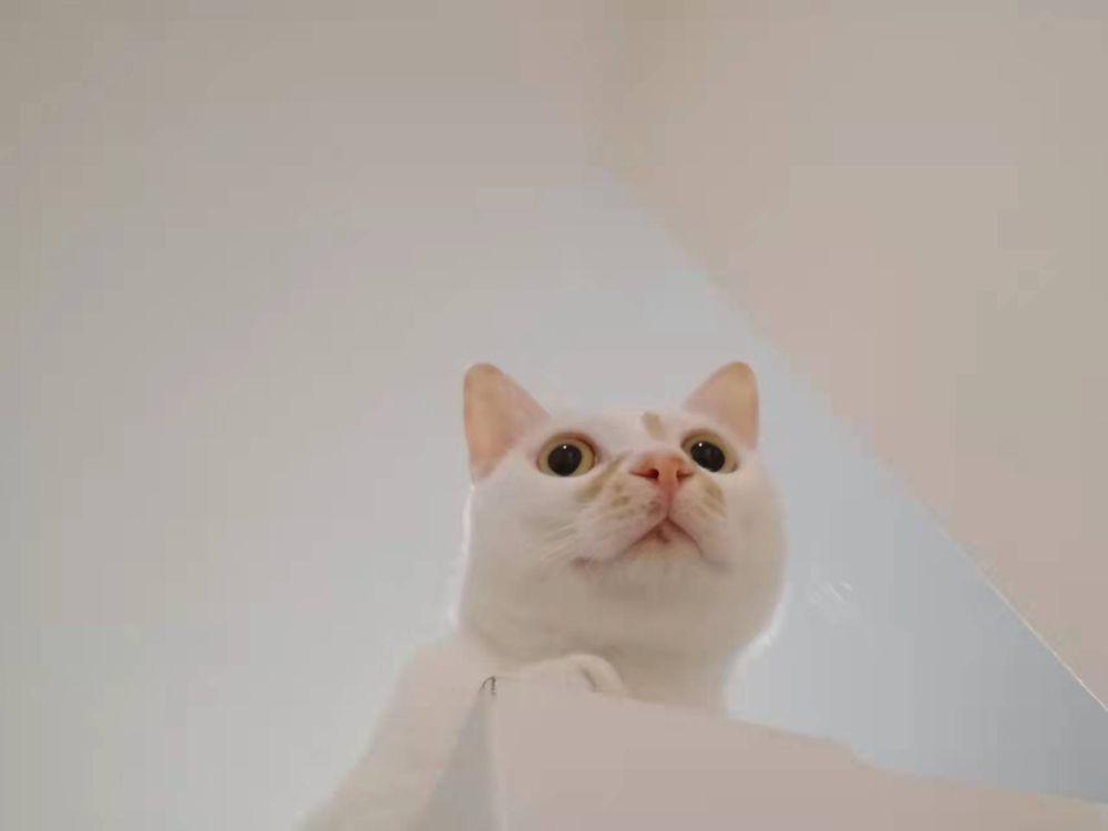 potret hewan peliharaan kaget (reddit.com/user/EmmaH_1018)