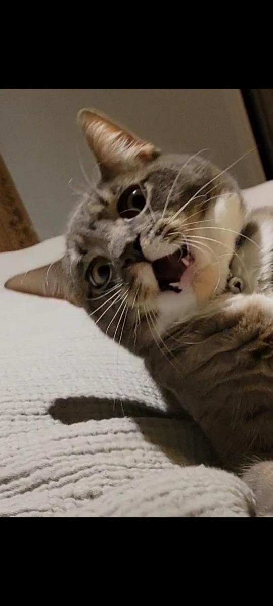 potret hewan peliharaan kaget (reddit.com/user/lucas_lucy_furever)