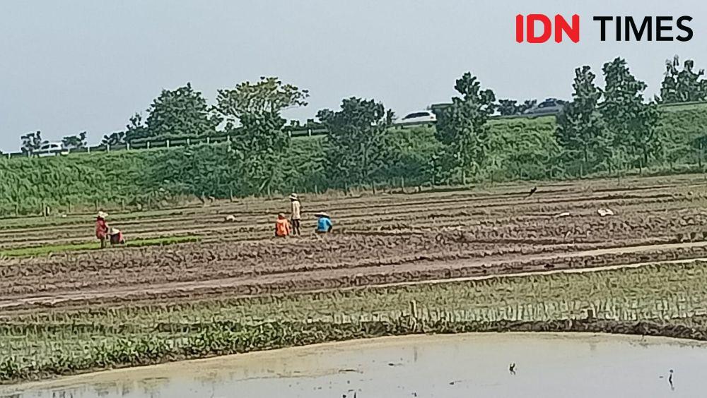 Langka di Musim Tanam, Pemerintah Pastikan 2024 Pupuk Majalengka Aman