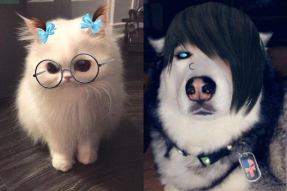 kolase potret hewan pakai fitur filter (reddit.com/relmxx I reddit.com/jyouel)