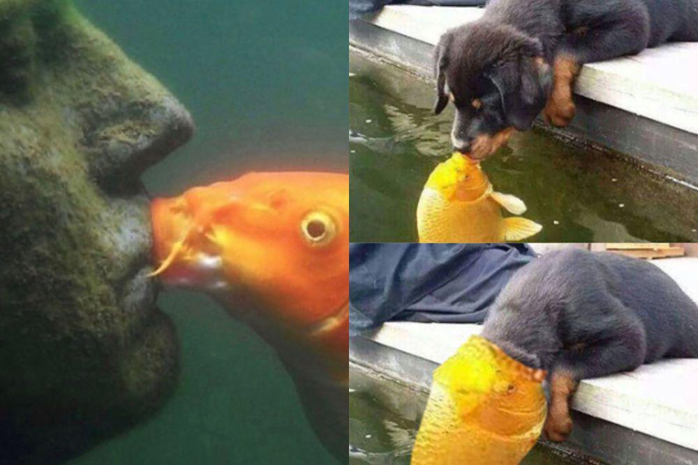 9 Potret Kocak Ikan Ciuman dengan Hal Random, Patung sampai Anjing
