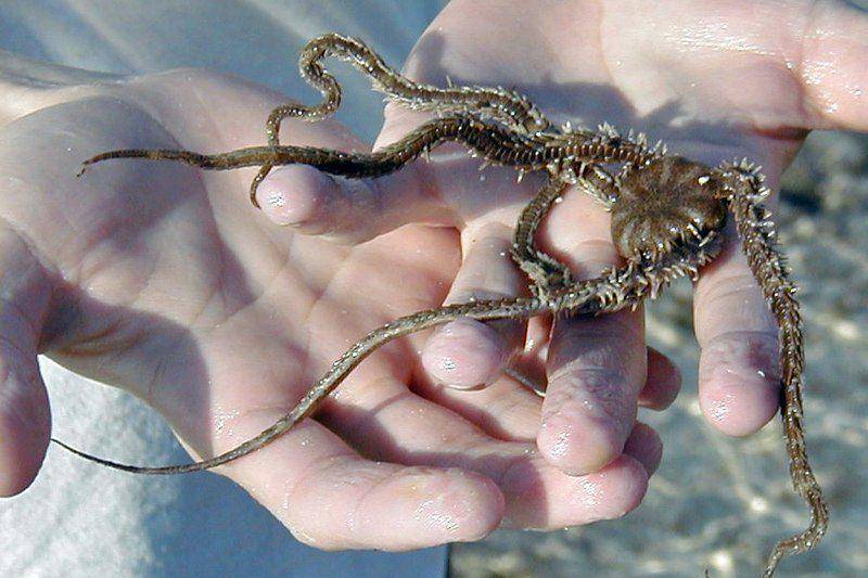 bintang ular Ophiocoma echinata di atas telapak tangan manusia (commons.wikimedia.org/James St. John)