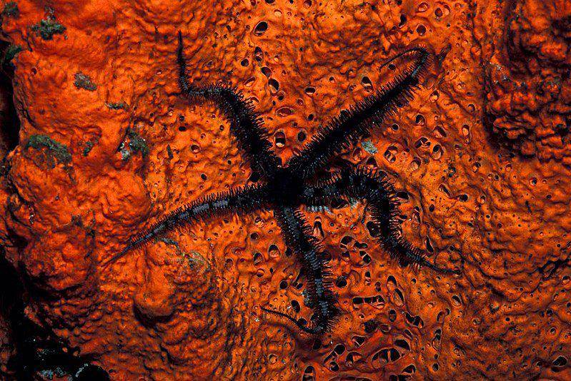 Bintang ular Ophiocoma echinata menempel pada spons. (commons.wikimedia.org/LASZLO ILYES atau laszlo-photo)