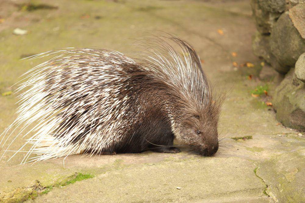 ilustrasi penglihatan porcupine (pexels.com/Alena Maruk)