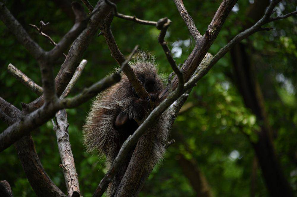 ilustrasi porcupine memanjat pohon (pixabay.com/eliza28diamonds)