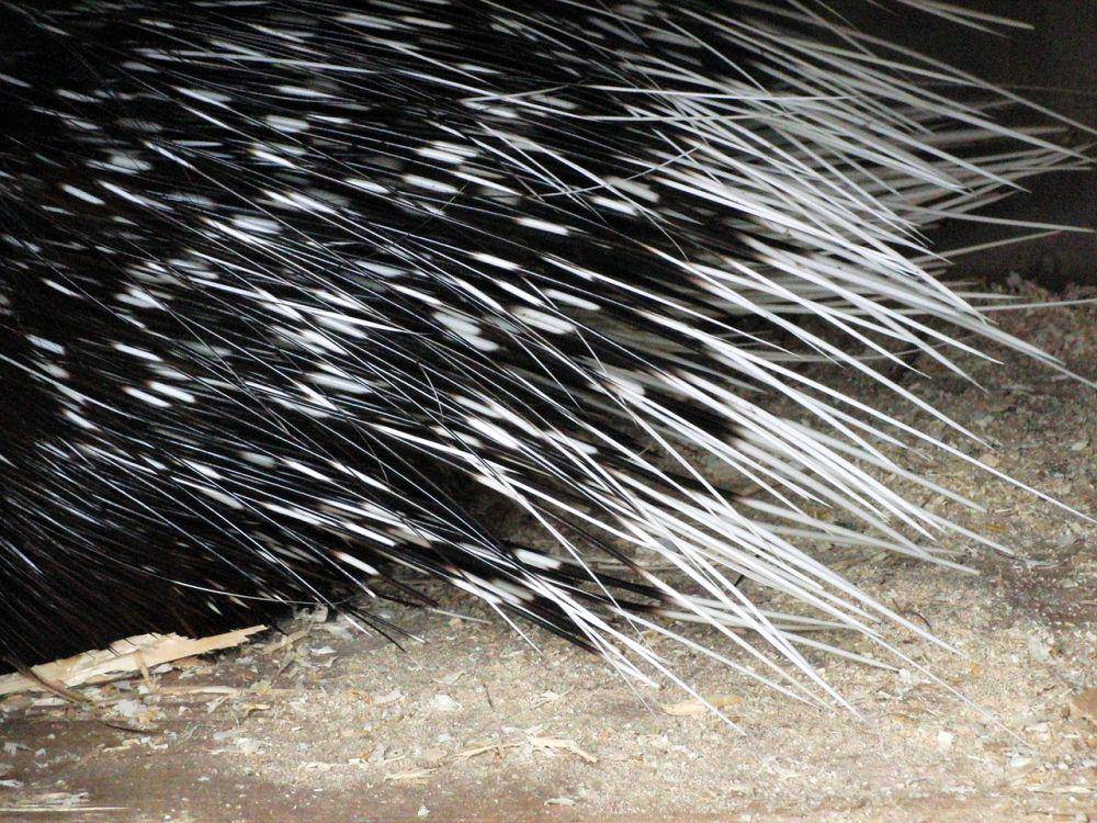 ilustrasi kandungan antibiotik di duri porcupine (pixabay.com/zoosnow)