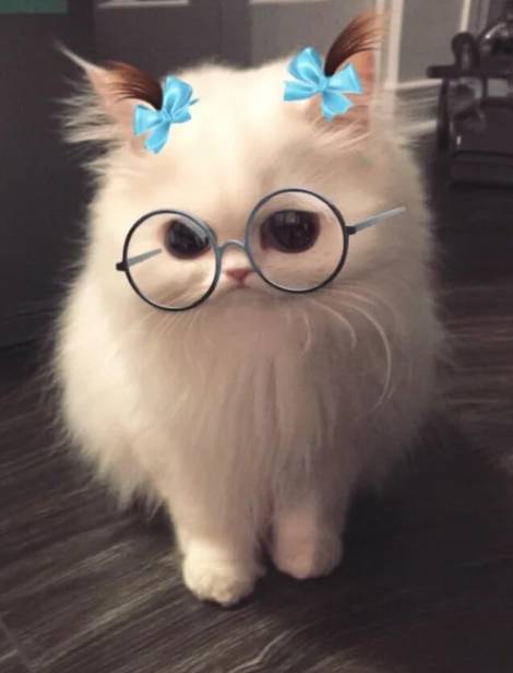 potret hewan pakai fitur filter (reddit.com/relmxx)