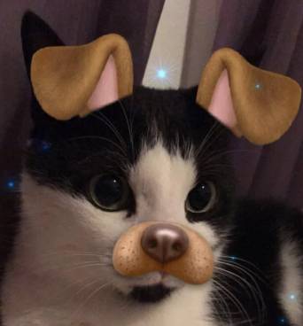potret hewan pakai fitur filter (reddit.com/sugarandspicexo)
