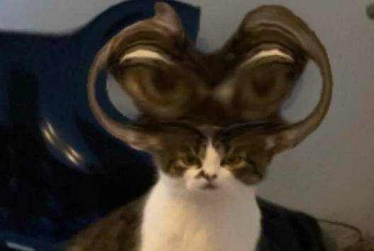 potret hewan pakai fitur filter (reddit.com/cats_and_coffins)