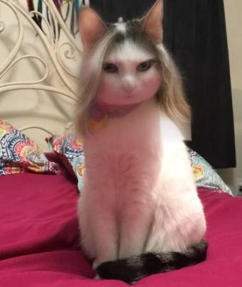 potret hewan pakai fitur filter (reddit.com/Sheroknight)