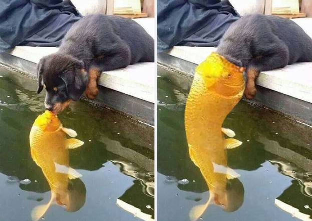 potret kocak ikan ciuman (reddit.com/JeeLooT)
