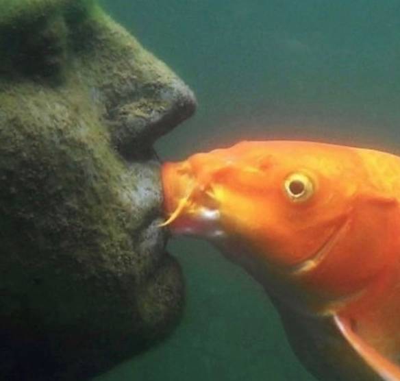 potret kocak ikan ciuman (instagram.com/disturbingzone)