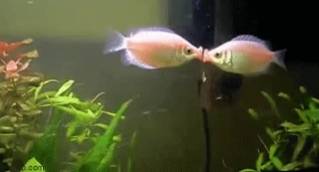 potret kocak ikan ciuman (reddit.com/njsullyalex)