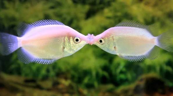 potret kocak ikan ciuman (reddit.com/aqucob)