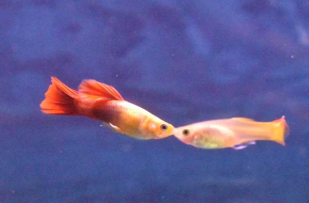 potret kocak ikan ciuman (reddit.com/myniche999)