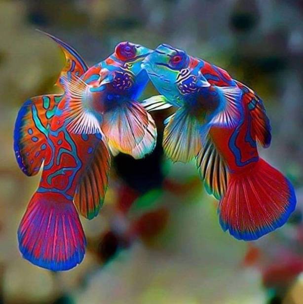 potret kocak ikan ciuman (reddit.com/Petersmith2459)