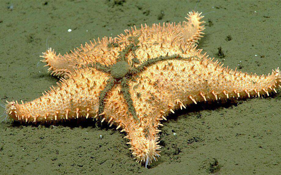 bintang ular di atas bintang laut (commons.wikimedia.org/NOAA Ocean Exploration)