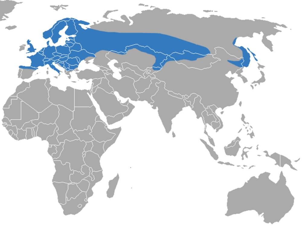 Wilayah penyebaran tikus air eurasia (commons.m.wikimedia.org/Chermundy)