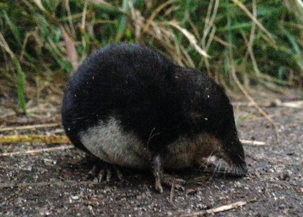 Tikus air eurasia (commons.m.wikimedia.org/Jostein Austevik)