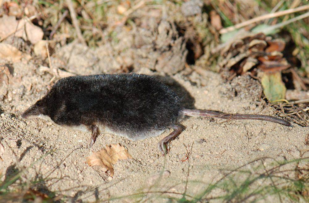Tikus air eurasia (commons.m.wikimedia.org/Accipiter)