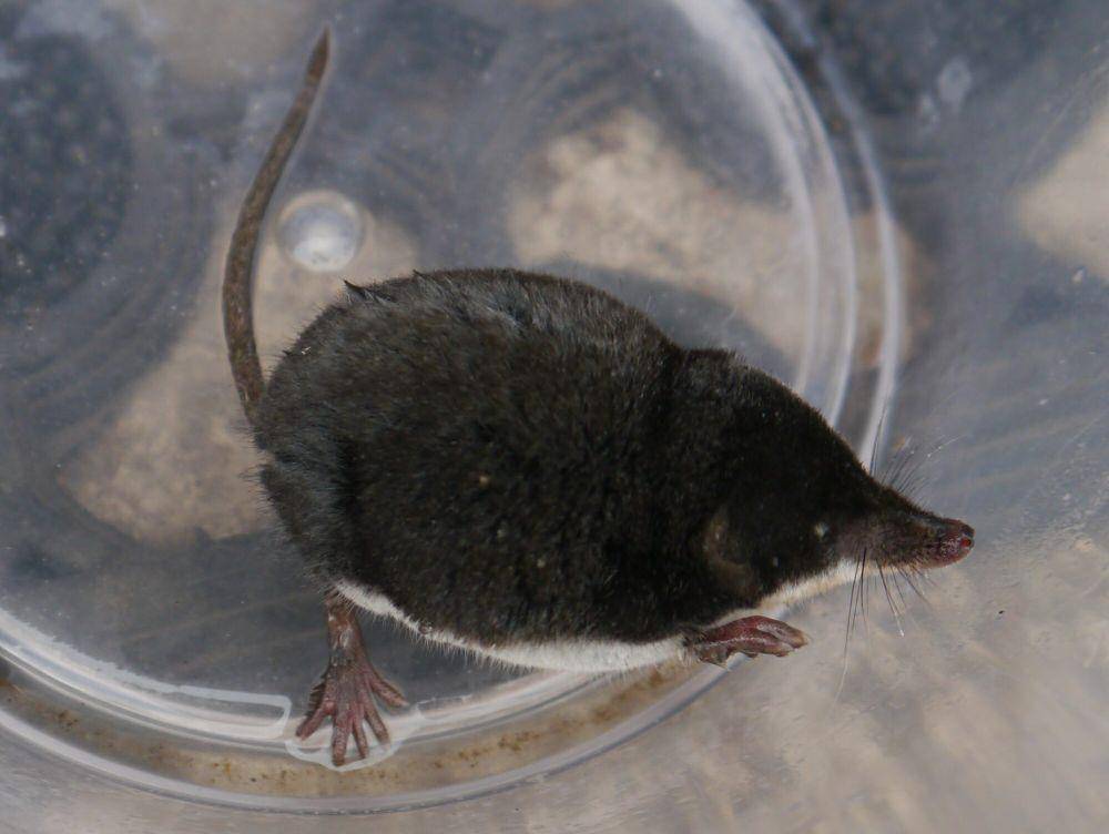 Tikus air eurasia (commons.m.wikimedia.org/James T M Towill)