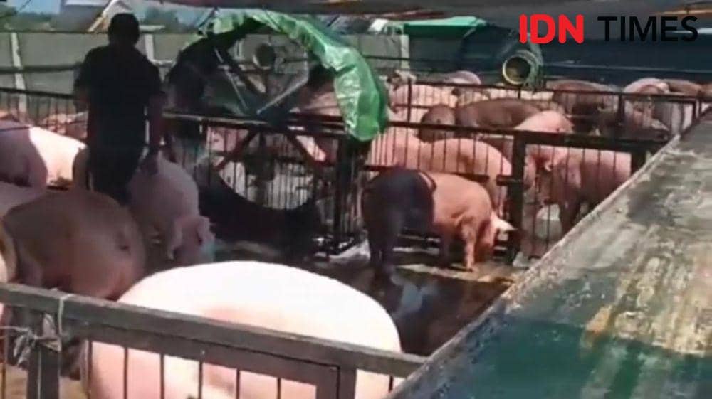 Dermaga Tirta Ria Kubu Raya sudah dua kali lakukan bongkar muat babi. (IDN Times/Istimewa).