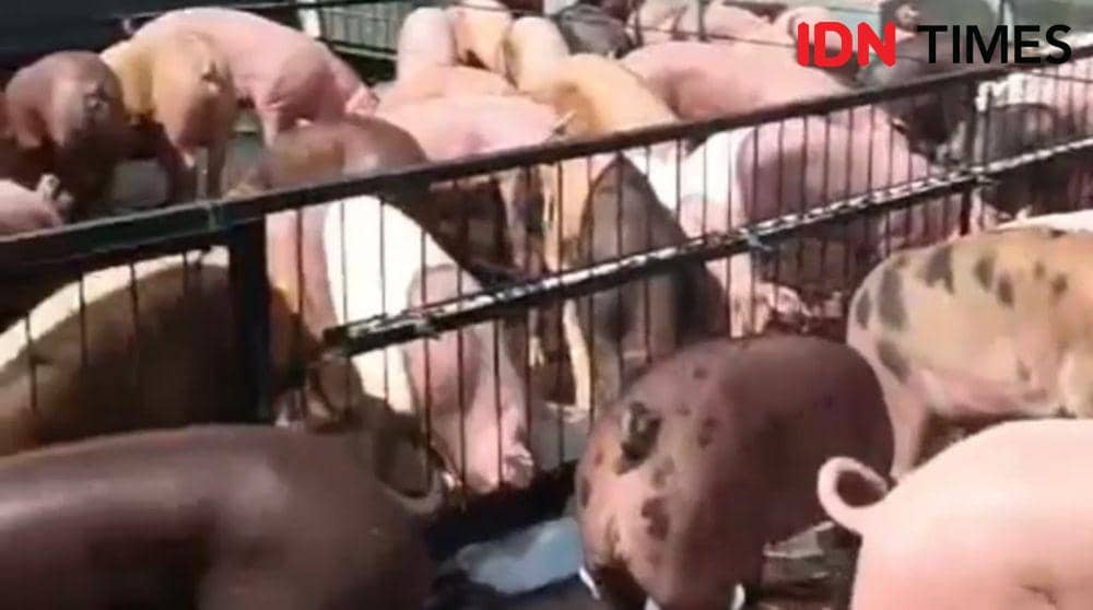 Babi ini didatangkan dari Bali ke Kalbar. (IDN Times/Istimewa).