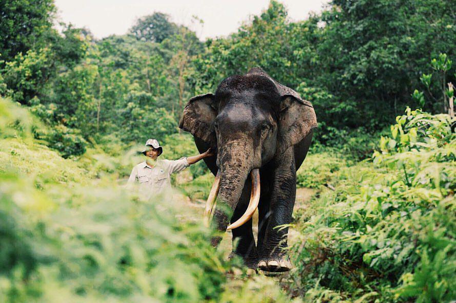3 Pawang Didatangkan Atasi Konflik Gajah Liar di Register 39 Tanggamus
