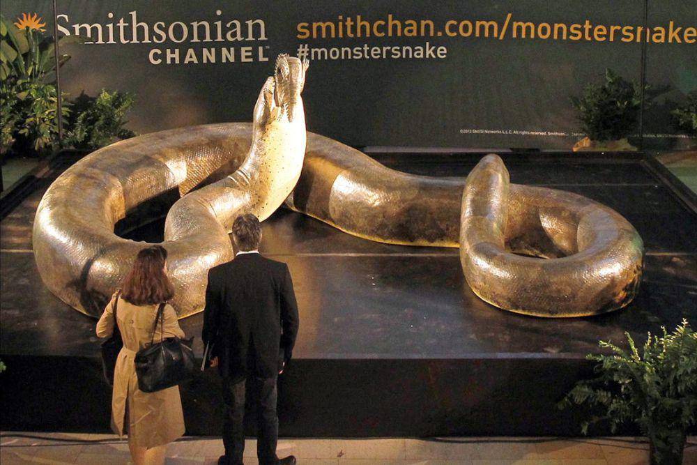ilustrasi ukuran dan berat titanoboa (titanoboacerrejonesis.weebly.com)