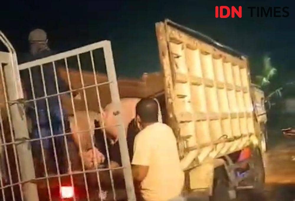 Bongkar muat babi di Dermaga Tirta Ria Kubu Raya. (IDN Times/Istimewa).