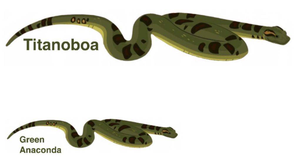perbandingan panjang titanoboa dengan anaconda (www.deviantart.com)