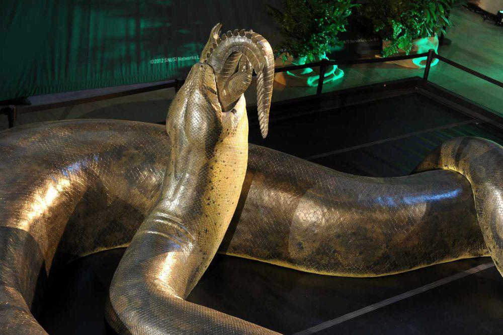 5 Fakta Titanoboa, Ular Terbesar yang Pernah Hidup di Bumi