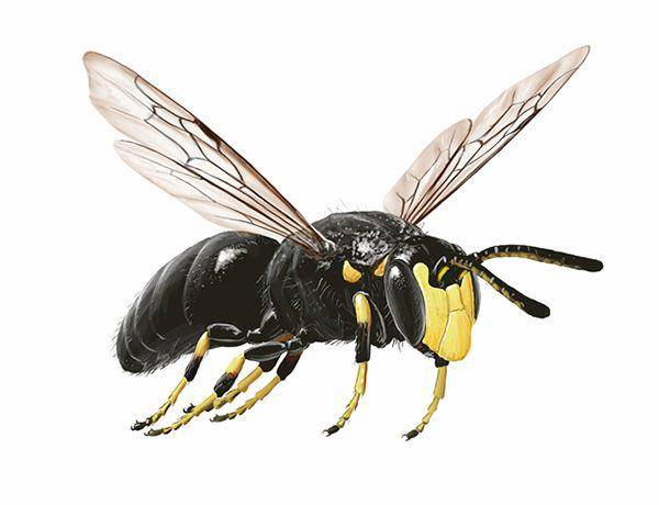 ilustrasi Hylaeus spp. (USDA/ Steve Buchanan)