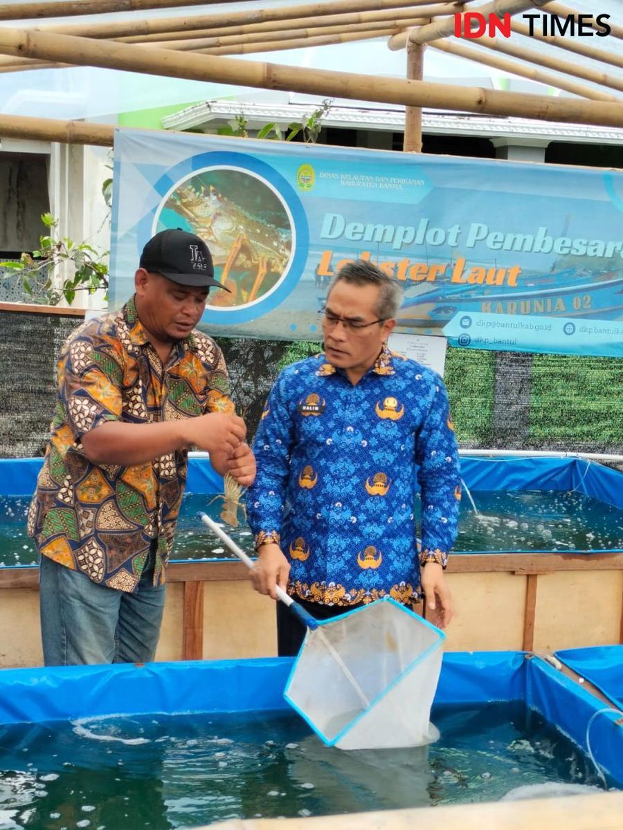 Budidaya Lobster Laut di Bantul Punya Nilai Ekonomis Tinggi
