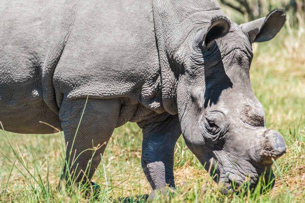 Fakta Dibalik Pemotongan Cula Badak di Afrika, Apakah Aman?
