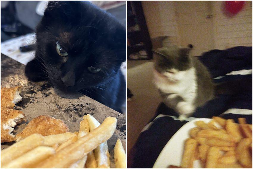 10 Tingkah Kocak Kucing saat Melihat Kentang Goreng, Ngakak