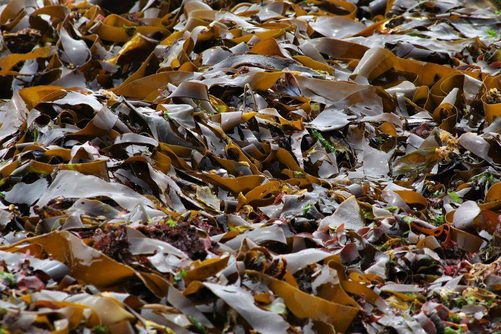 ilustrasi rumput laut (pexels.com/Roger Brown)